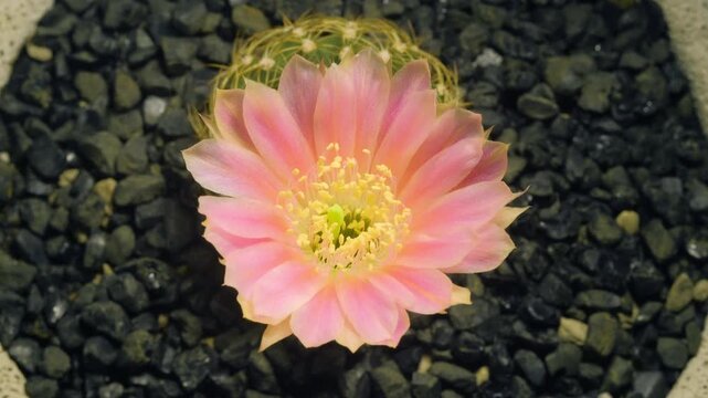 Cactus flower opening time-lapse, isolated on clean background.
