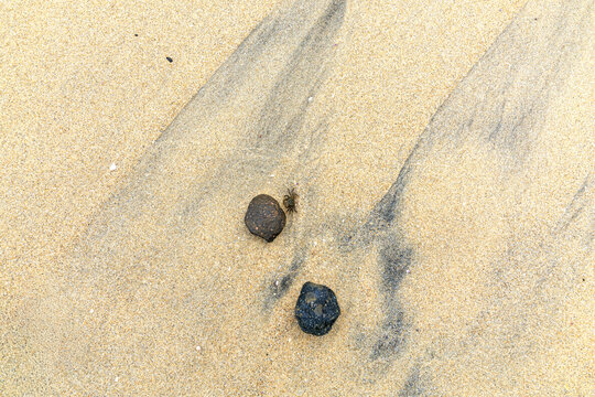Small dark crab crawling between two volcanic pebbles on Pacific Beach wet sand with dark mineral flecks in San Diego, nature background