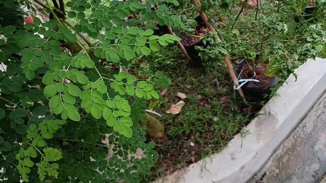 Fresh moringa leaves growing on tropical tree naturally