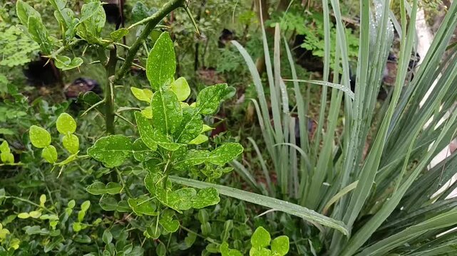 Fresh kaffir lime leaves after rain in garden