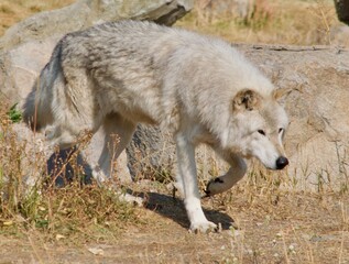 Fototapeta premium wolf prowling