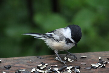Chickadee Looking At Food, Whitemud Park, Edmonton, Alberta © Michael Mamoon