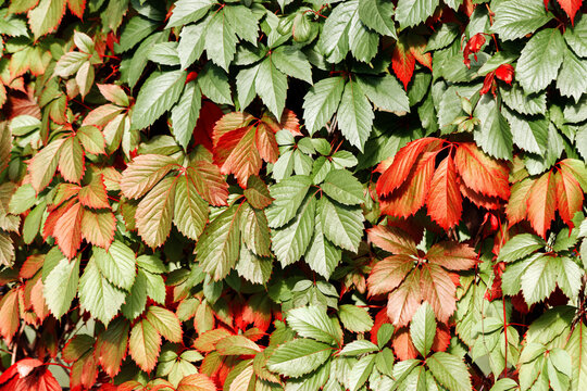 Colorful autumn red orange and green fall seasonal leaves of wild grape plants as natural background. Aesthetic autumnal backdrop with fall foliage and beautiful nature texture at sunlight, realistic