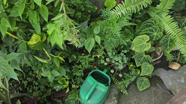A green plastic watering can resting among various lush potted plants including ferns and anthurium in a backyard garden