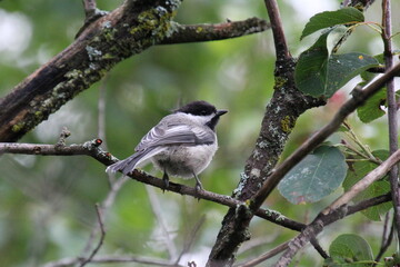 Chickadee On A Branch, Whitemud Park, Edmonton, Alberta © Michael Mamoon