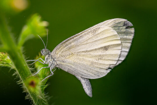 Wood white butterfly resting on hairy plant stem, pale wings closed