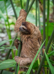 Obraz premium Three toed sloth gripping a green plant stem with front leg raised in Costa Rica