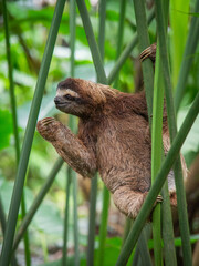 Fototapeta premium Brown throated three toed sloth climbing between green reed stems in Costa Rica
