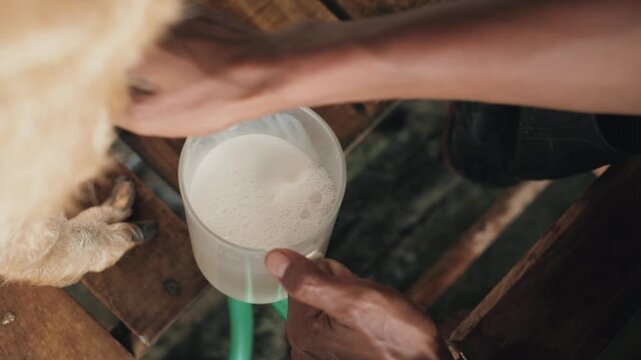 Top view close-up of manual goat milking process with fresh goat milk collected in a transparent measuring cup on a traditional farm. Farmer hands milking a dairy goat in rustic wooden barn with natur