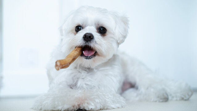 Happy white Maltese dog chewing a treat on a soft sofa, showing healthy teeth and playful behavior in a cozy home.