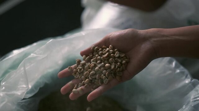 Side view of a person's hand holding and showing high-quality green coffee beans from a large plastic bag.