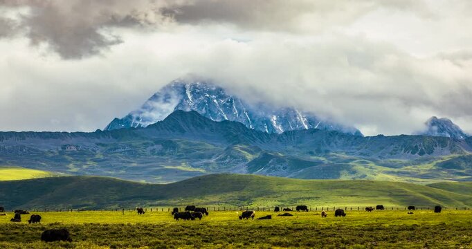 Time-lapse landscape of Yala Snow Mountain Sichuan China, herd of yaks grazing on alpine grassland, cloudy sky over snow-capped peaks and highland meadow