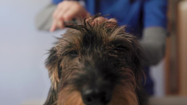 Dog groomer giving haircut to dog at pet grooming salon. Wirehaired in dachshund hairdresser for animals
