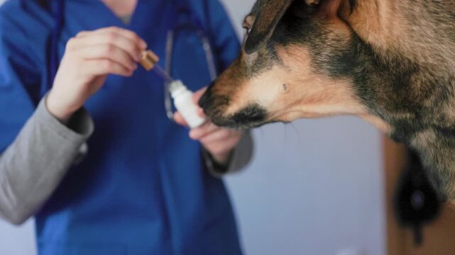 Pet dog taking cbd hemp oil and vitamins - Canine licking cannabis dropper for anxiety alternative treatment