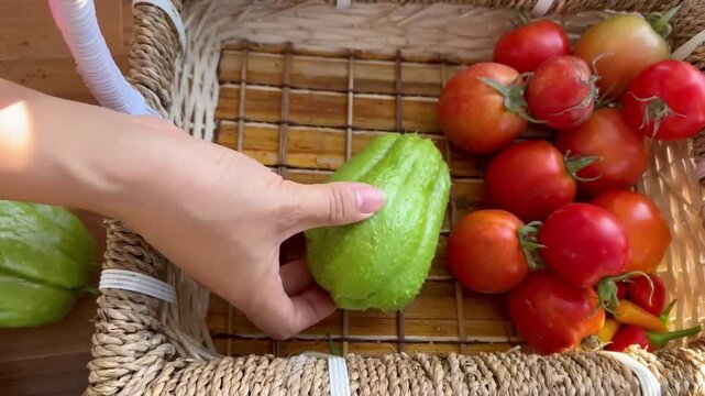 Harvesting fresh green chayote squash from vine and placing in basket with tomatoes