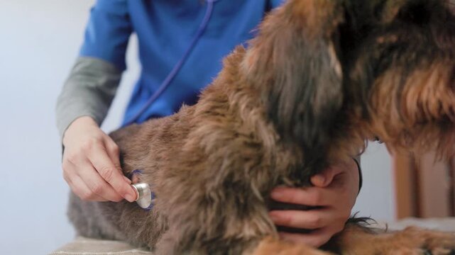 Vet examining dog with stethoscope in veterinary clinic