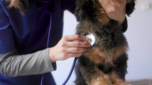 Vet examining dog with stethoscope in veterinary clinic