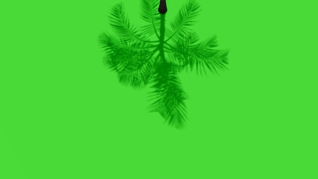 Palm tree shadow overlay swaying in wind on green screen chroma key background