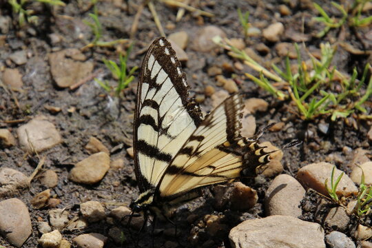 Wings Of The Butterfly