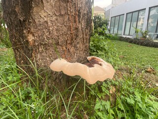 Close-up of a mature reishi mushroom (Ganoderma lucidum) growing on a tree trunk. Natural bracket fungus with glossy brown and white surface in a garden, ideal for nature and medicinal fungi concepts. © Arif