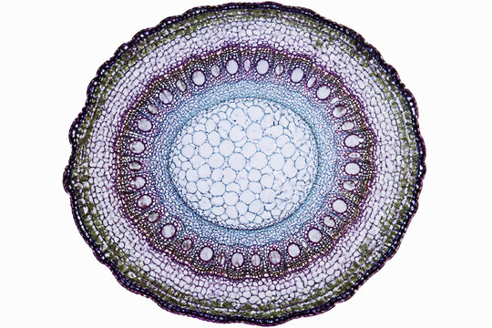 A cross-section of a plant stem or root showing vascular tissue layers.
