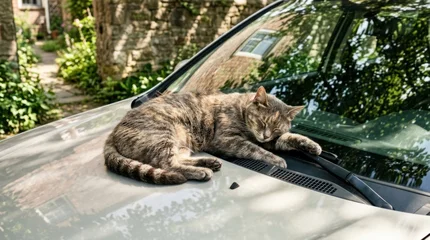 Domestic tabby cat rests peacefully on the warm hood of a silver car parked on a sunny afternoon near a stone building. This cute feline enjoys a © Dean