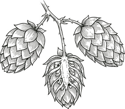 Three textured hop cones on a branch in an ENGRAVING VINTAGE style illustration