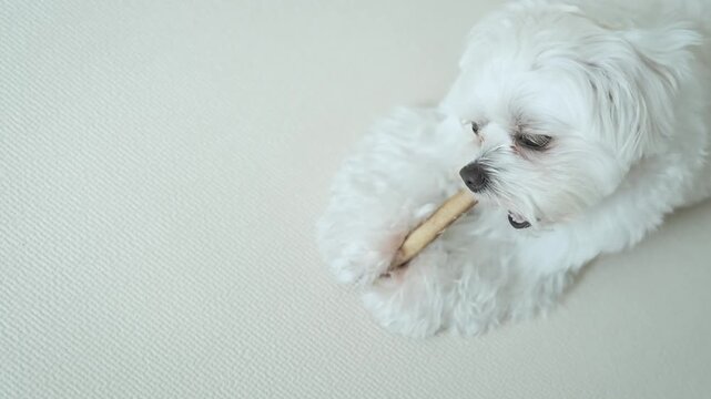 Cute Maltese dog holding a chew stick with its paw and sticking out its tongue while enjoying a tasty snack at home.