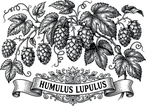 Vintage engraving of Humulus lupulus hops with ornate banner and detailed foliage during a natural setting