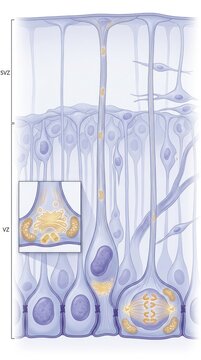 Neural stem cells dividing inside ventricular zone, showing radial glial progenitor division, mitochondrial distribution, cellular migration pathway during brain development.