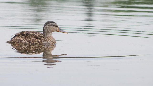 Wild duck quacking and floating on a calm pond surface in summertime.
