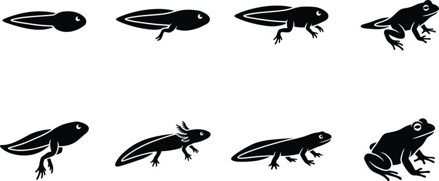 Black silhouette vector icons depicting the amphibian life cycle from tadpole to adult frog