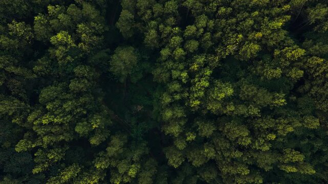 Aerial view of dense forest canopy in autumn light. Lush green and yellow leaves create textured pattern. Treetops form a soft, organic tapestry overhead. Sunlight filters through branches