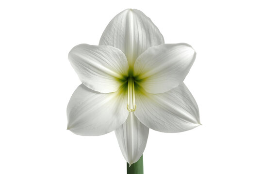 White amaryllis flower blooming with fresh petals, purity and elegance concept, isolated on transparent background