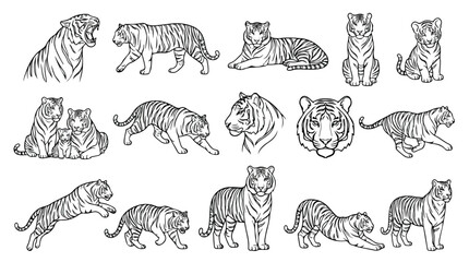 Tiger line art vector set, 15 black and white wild cat illustrations, hand drawn tiger sketches for coloring pages and logo design © Hinaa