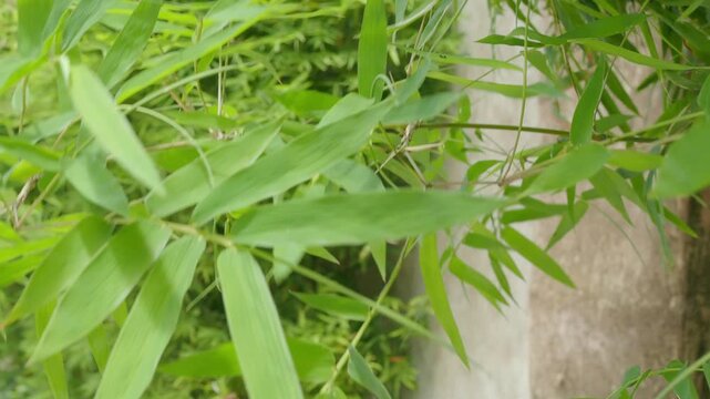 Bamboo leves background, green leaf wind blowing nature forest field growth beauty spring foliage herb summer tropical