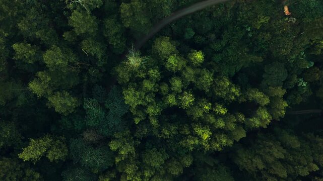 Aerial view of dense forest canopy in autumn light. Lush green and yellow leaves create textured pattern. Treetops form a soft, organic tapestry overhead. Sunlight filters through branches