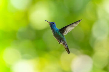 Fototapeta premium Blue hummingbird hovering mid-air against a soft blurred green natural background with hummingbird
