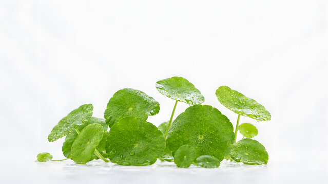 Fresh Centella Asiatica Leaves with Dew Drops on White Surface, Premium Botanical Skincare Advertising Concept