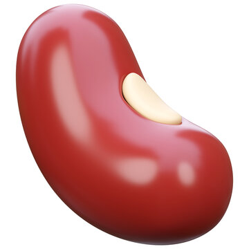 A single red kidney bean with a pale hilum realistic 3d render on transparent background