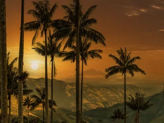 Sunset landscape view with silhouette wax palm trees in the cocora valley colombia landscape colombia © vaclav