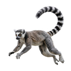 Fototapeta premium Ring-tailed Lemur Mid-Leap Isolated on White Background