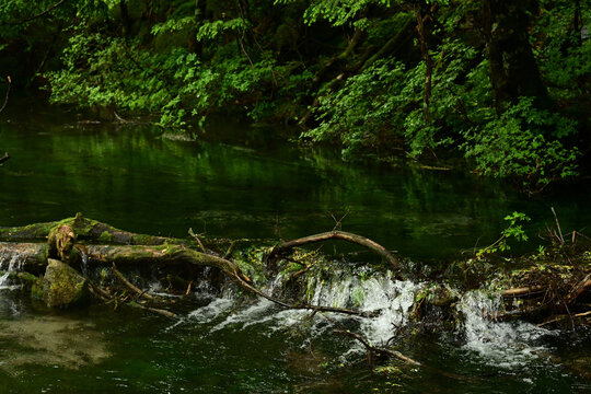 Pristine stream flowing over fallen logs creating a small cascade in a lush green forest