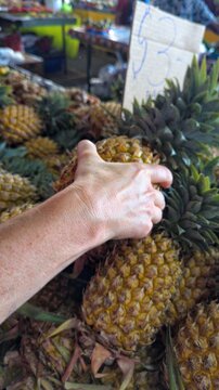 Closeup hand picking up fresh ripe pineapple at local fruit and vegetable market in Suva, Fiji, South Pacific