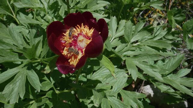 Wild bees foraging on a wild peony, one stumbles comically on landing, spring macro, Bulgaria