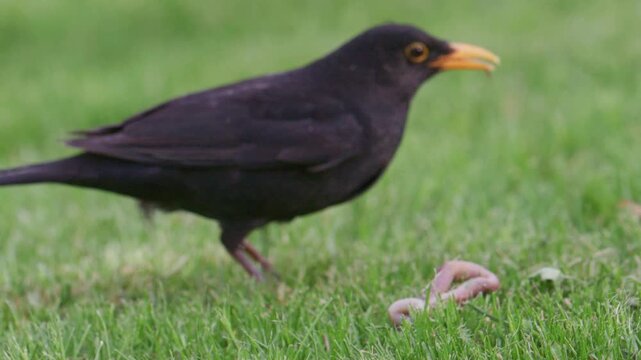 Common blackbird pulling a worm from the ground while holding an insect, spring lawn