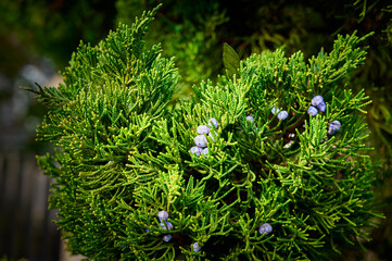 Close-up of green juniper branches with small blue berries in a park, Vancouver, British Columbia, Canada. © Alena Charykova