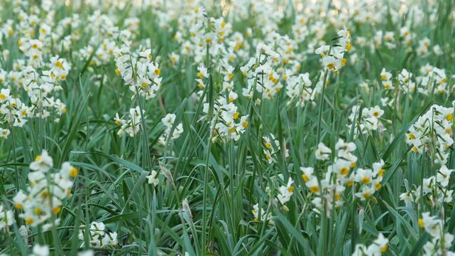画面いっぱいに咲く春の訪れを感じさせる水仙の群生