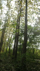 Fototapeta premium A beautiful view looking straight up into the canopy of a tall teak forest against a bright sky