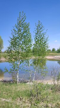 Small lake with deep water and birch trees with green leaves growing on the shore with green grass on a sunny summer day with blue sky. Blowing wind. Nature backdrop. Natural background Vertical